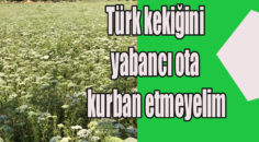 Erkaya; “Denizli’de 145 bin dekar alanda kekik üretiliyor”