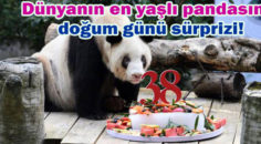 Pandalar için 38 yıl, insanlarda 110 ila 150 yaş aralığına denk geliyor
