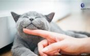 TÜRKİYE’NİN YÜZDE19’U KEDİ SAHİBİ