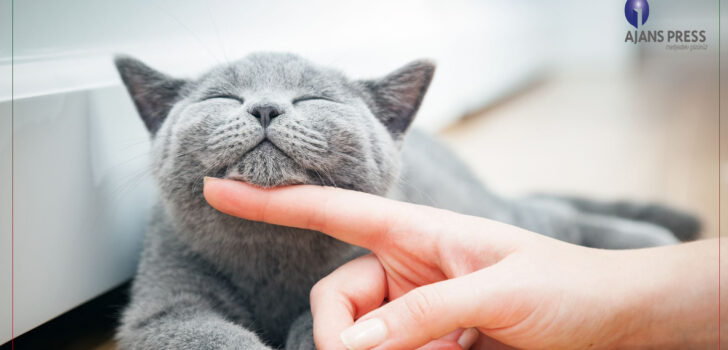 TÜRKİYE’NİN YÜZDE19’U KEDİ SAHİBİ