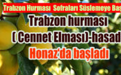 Kurutulduğu zaman kilosu  35-40 TL den satılıyor