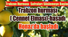 Kurutulduğu zaman kilosu  35-40 TL den satılıyor