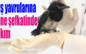 Kuş yavrularına anne şefkatinde bakım