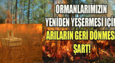 Ekosistemin devamlılığı için önemli rol oynayan arıların yok olması….